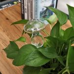 Accessoire de jardinage en verre pour un arrosage optimal