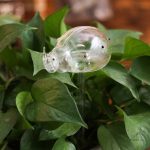 Outil d'arrosage en verre pour plantes d'intérieur
