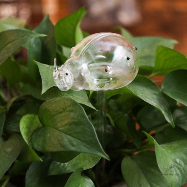 Outil d'arrosage en verre pour plantes d'intérieur