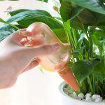 Économie d'eau grâce à l'arrosage par capillarité