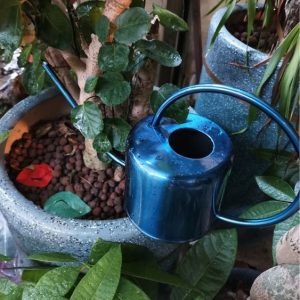 Arrosoir Bleu élégant pour l'arrosage des plantes