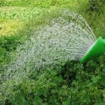 Élégant arrosoir japonais pour un jardin bien entretenu