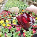 Arrosoir transparent pour un arrosage efficace des plantes