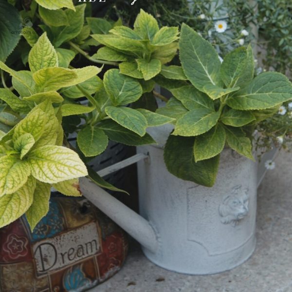 Accessoire de jardin en zinc pour l'arrosage