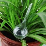 Bulle d'arrosage pour système goutte à goutte