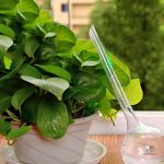 Accessoire pour l'arrosage efficace des plantes