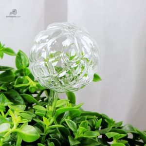 Bulle d'arrosage en verre, design pratique et élégant