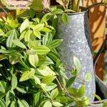 Carafe en zinc, accessoire de jardin chic et fonctionnel