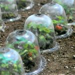 Cloche de Jardin pour favoriser la croissance des jeunes plants