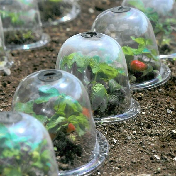Cloche de Jardin pour favoriser la croissance des jeunes plants