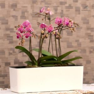 Pot de fleurs avec arrosage automatique pour l'intérieur et l'extérieur