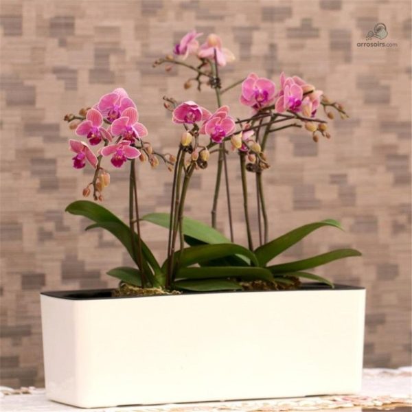 Pot de fleurs avec arrosage automatique pour l'intérieur et l'extérieur