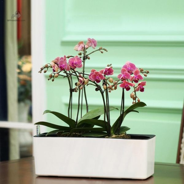 Jardinière intelligente pour un arrosage efficace des plantes