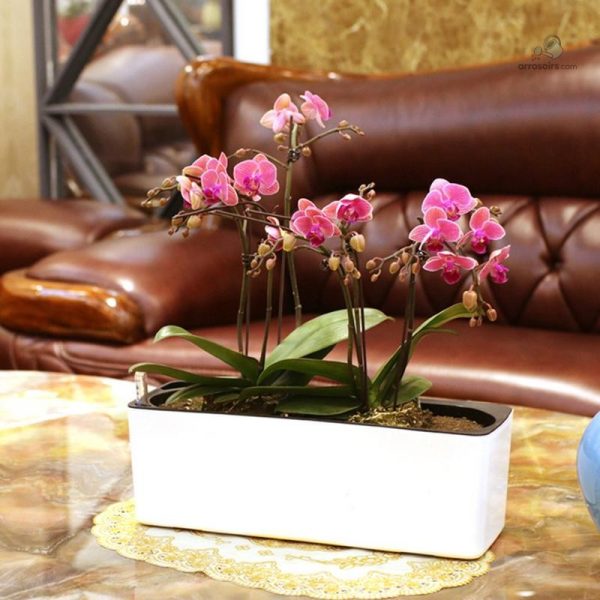 Jardinière avec arrosage intégré pour plantes en pot