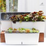 Pot auto-arrosant pour un jardinage simplifié