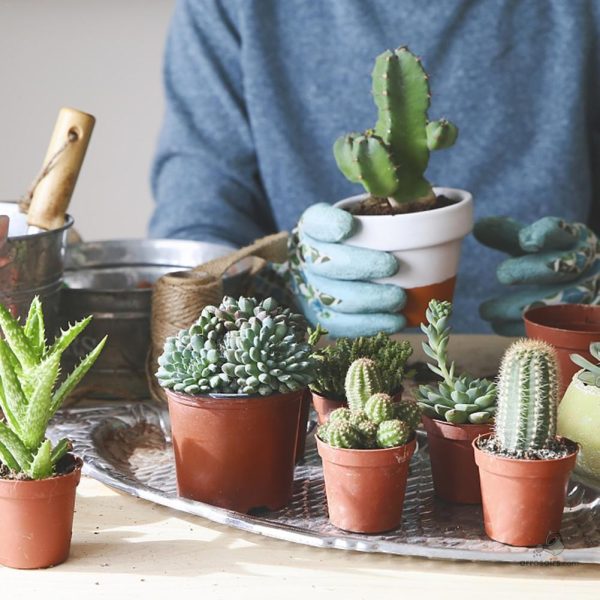 Accessoires de jardinage pour un arrosage efficace et facile