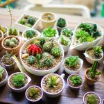 Solution d'arrosage pour un jardinage intérieur réussi