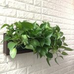 Hydroponie verticale avec pot d'arrosage
