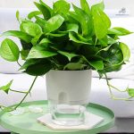 Pot d'arrosage avec capacité d'eau optimisée