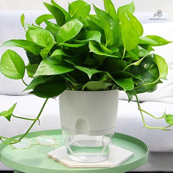 Pot d'arrosage avec capacité d'eau optimisée