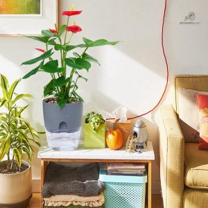 Système d'irrigation pratique pour plantes d'intérieur