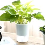 Réservoir d'eau pour pot d'arrosage automatique