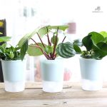 Pot autonome pour hydratation des plantes