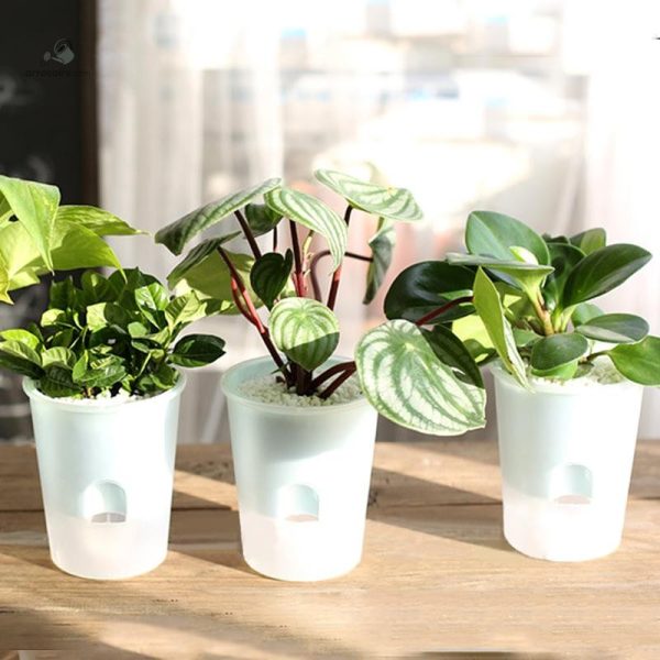 Solution d'arrosage automatique pour plantes en pot