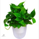 Accessoire mural pour irrigation facile des plantes