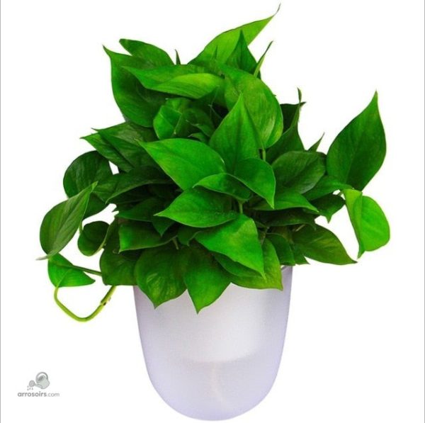 Accessoire mural pour irrigation facile des plantes
