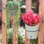 Arrosage intelligent pour un développement sain des plantes