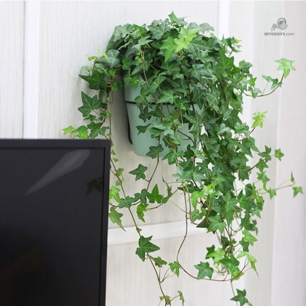 Système d'arrosage automatique pour un jardinage simplifié