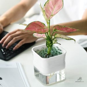 Pot d'arrosage intelligent pour entretien simplifié