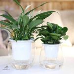 Pot d'Arrosage Automatique, solution innovante pour vos fleurs