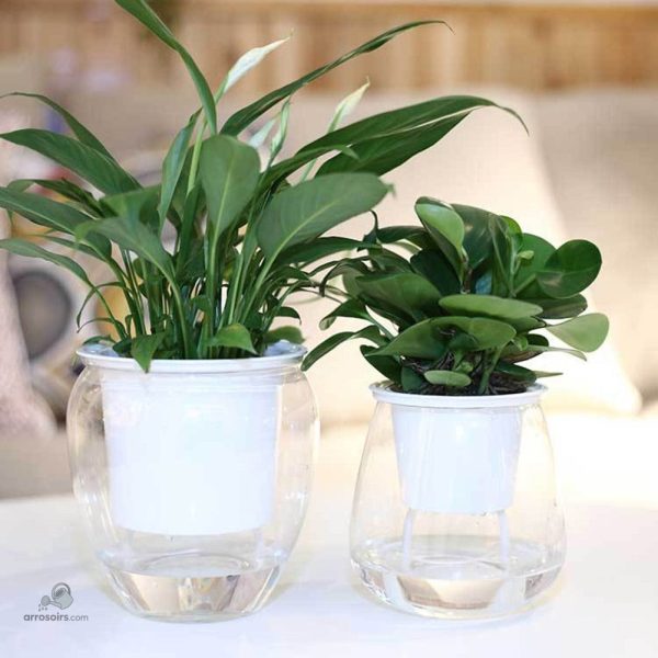 Pot d'Arrosage Automatique, solution innovante pour vos fleurs