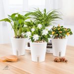 Hydroponique : pot d'arrosage automatique pratique