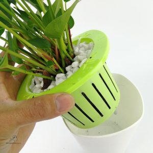 Solution hydroponique non circulante pour plantes d'intérieur