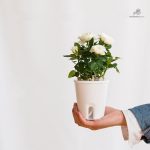 Pot d'arrosage automatique sans circulation d'eau