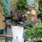 Pot efficace pour l'arrosage automatique des plantes