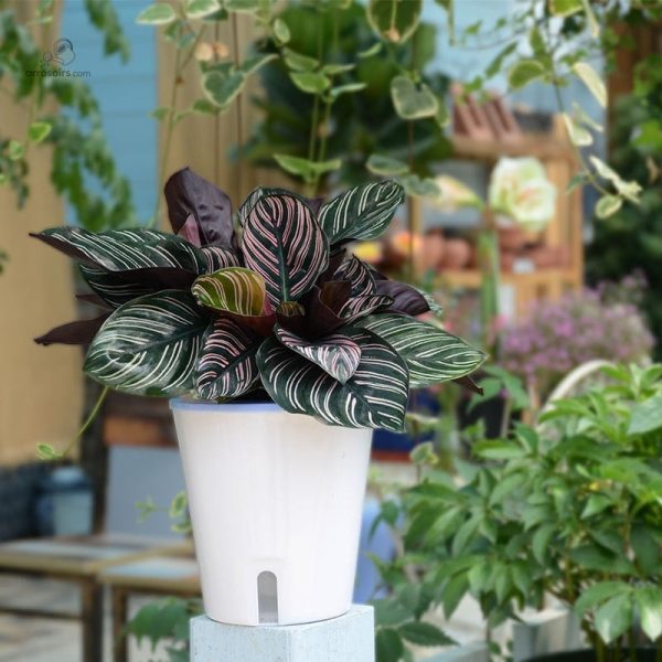 Pot efficace pour l'arrosage automatique des plantes