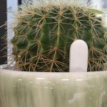 Outil d'humidité pour surveiller la santé des plantes