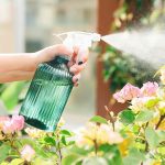 Vaporisateur 500 ml, outil essentiel pour plantes d'intérieur